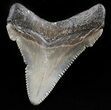 Fossil Angustidens Shark Tooth - Megalodon Ancestor #46857-1